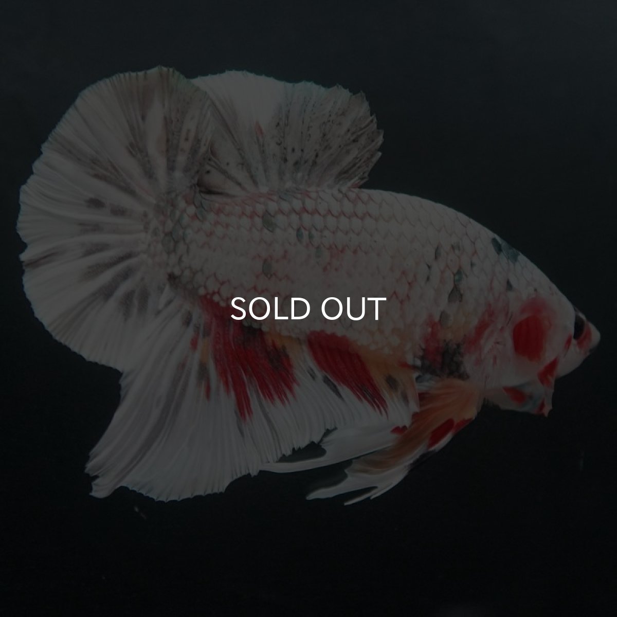 画像5: GHMPK ホワイトカッパーマーブル (5)