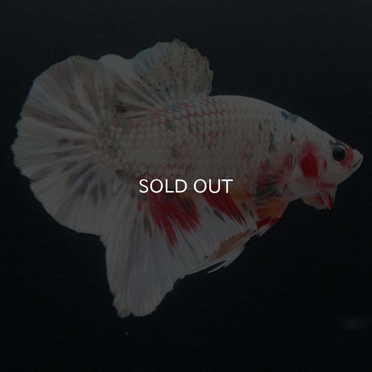 画像3: GHMPK ホワイトカッパーマーブル (3)