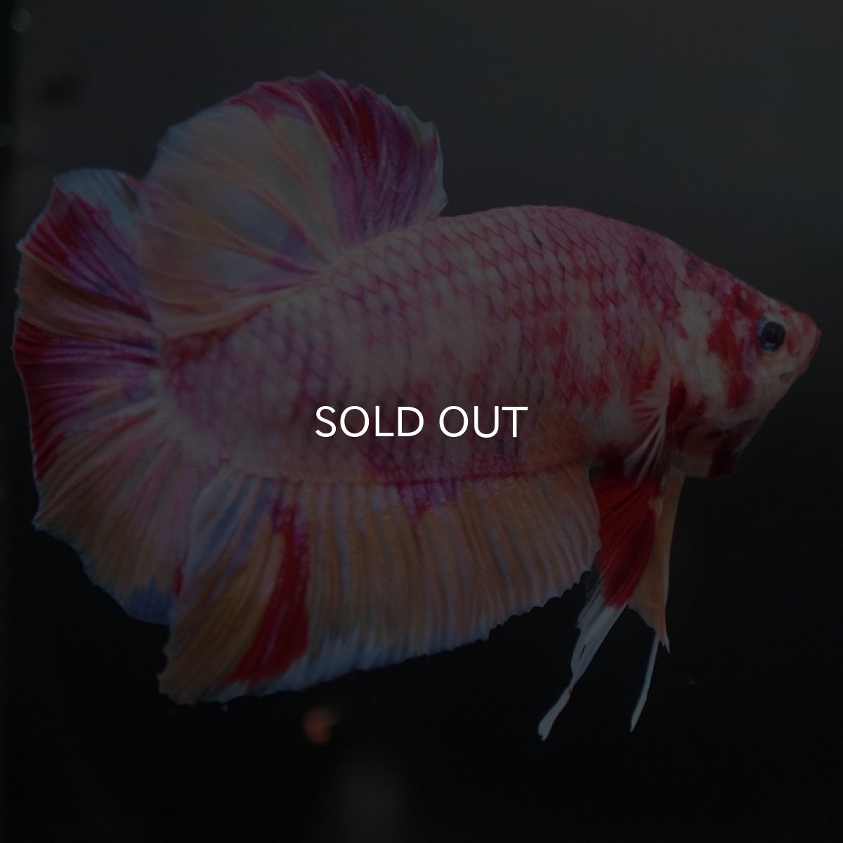 画像6: GHMPK　ファンシー (6)