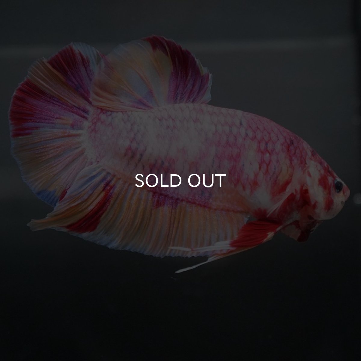 画像5: GHMPK　ファンシー (5)