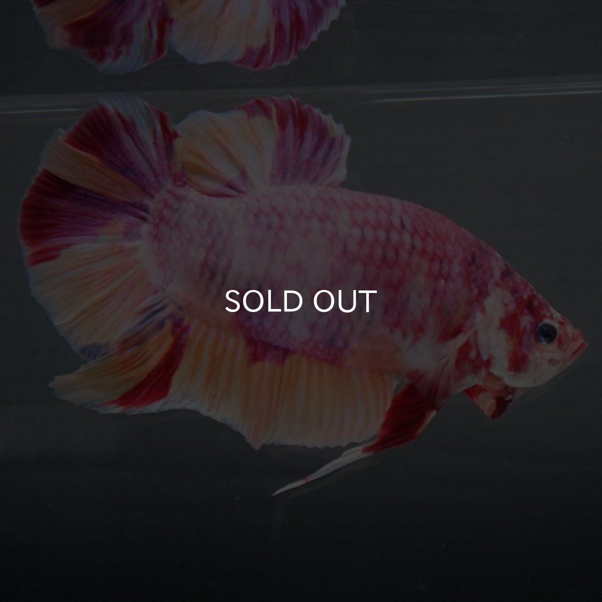 画像4: GHMPK　ファンシー (4)