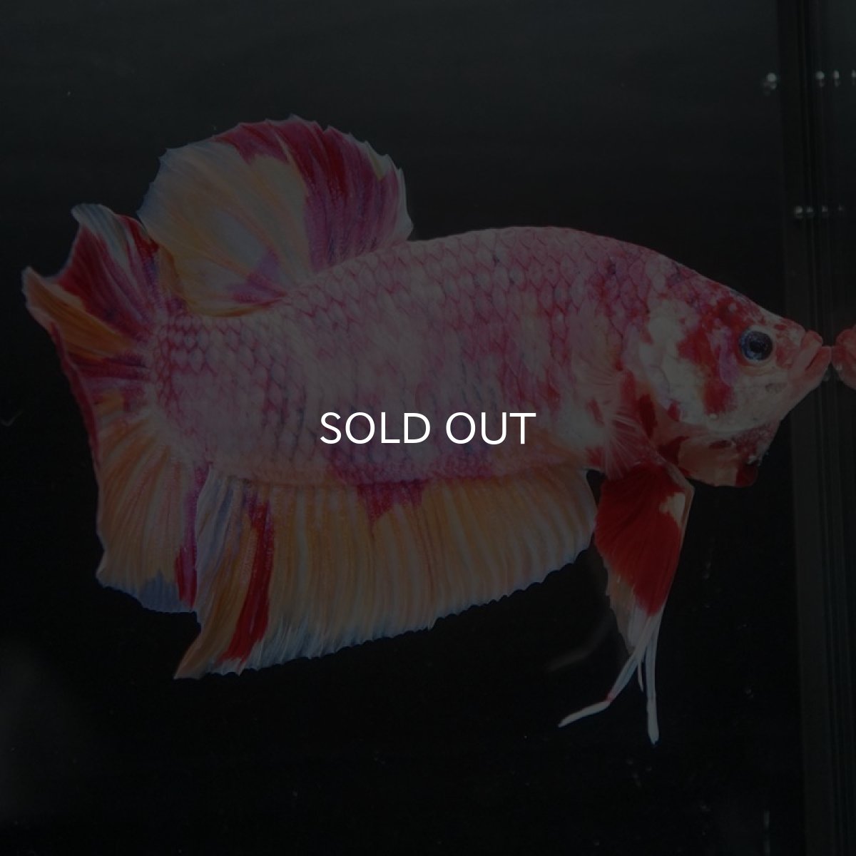 画像3: GHMPK　ファンシー (3)