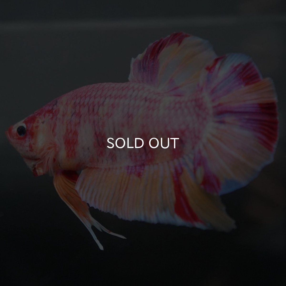 画像2: GHMPK　ファンシー (2)