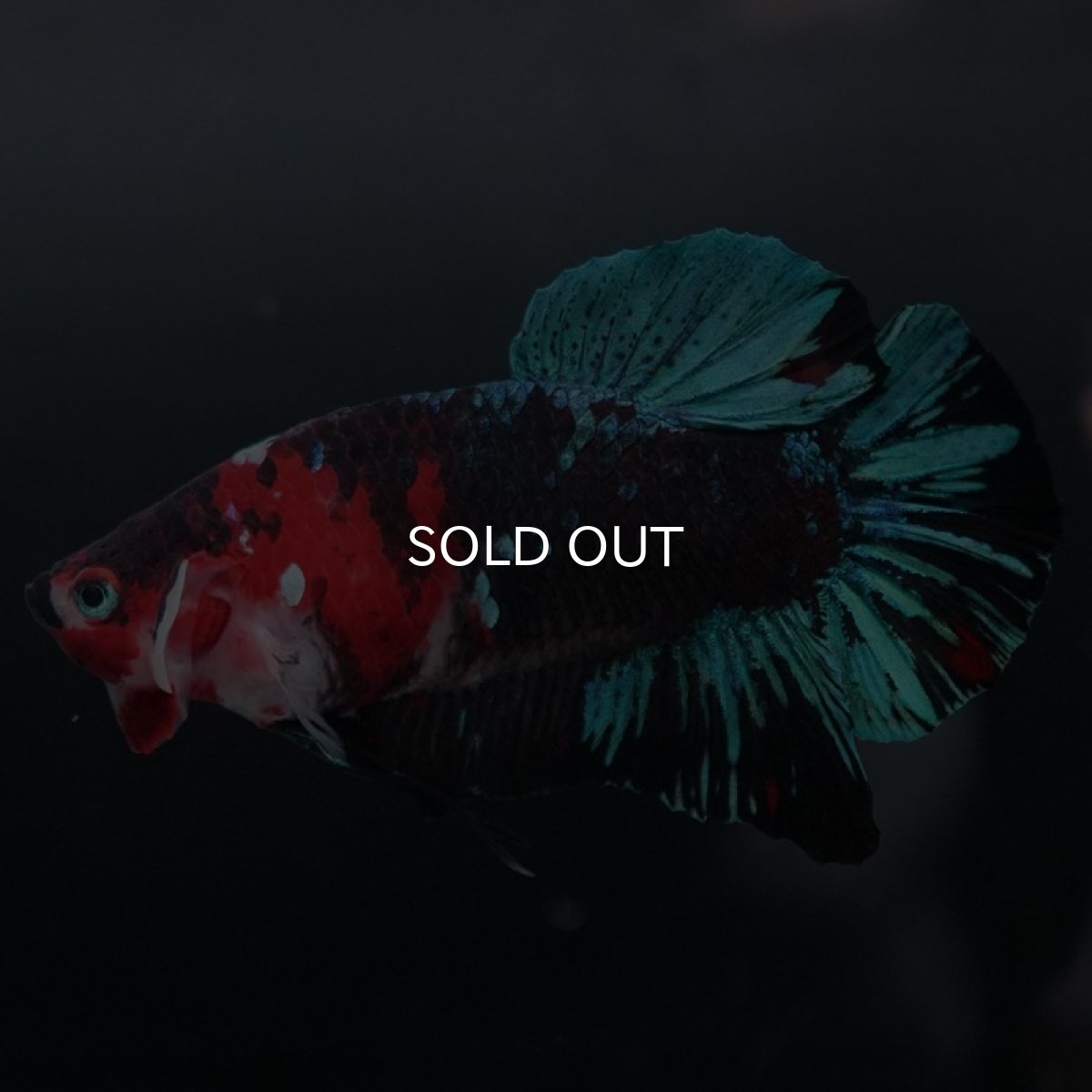 画像5: GHMPK　鯉 (5)