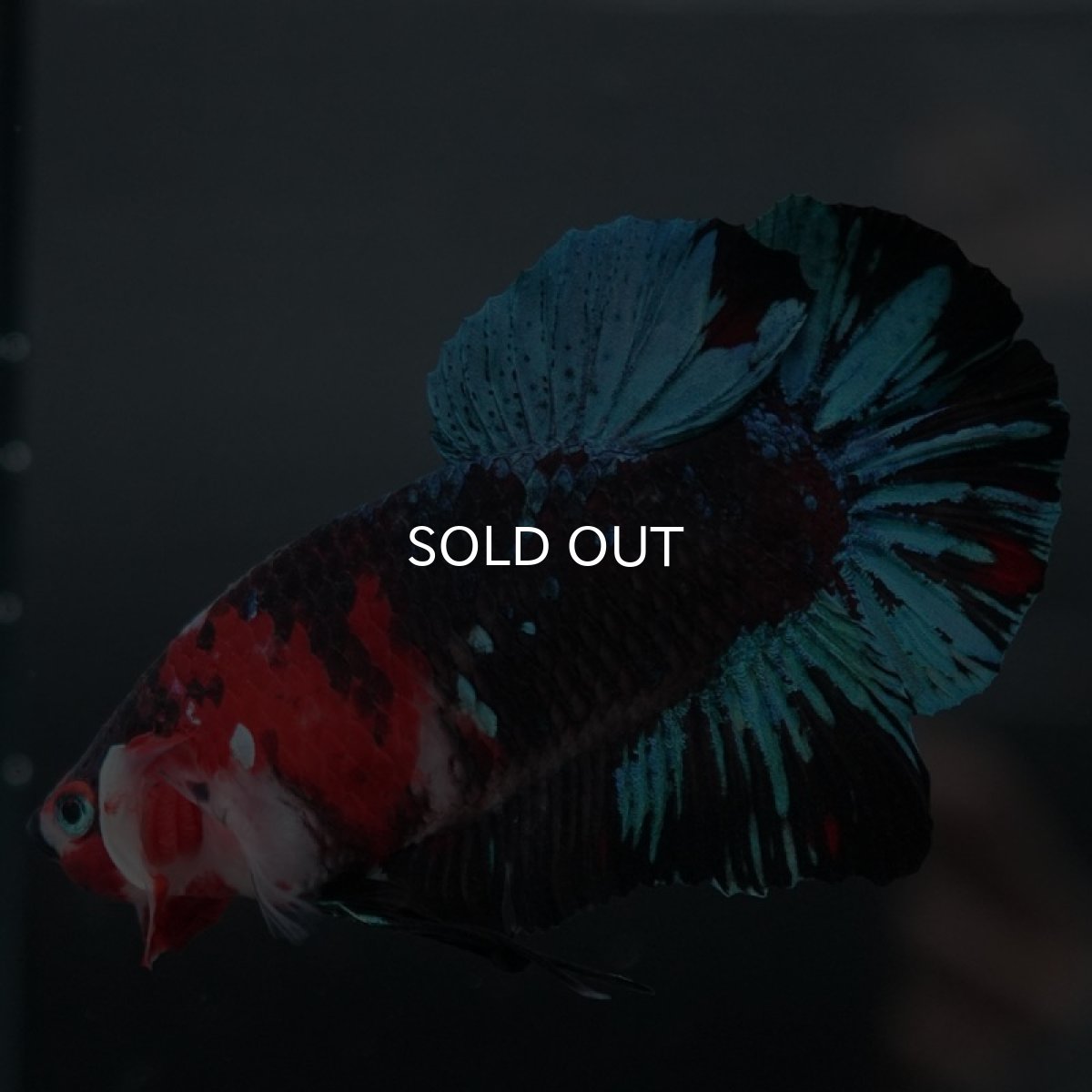 画像3: GHMPK　鯉 (3)