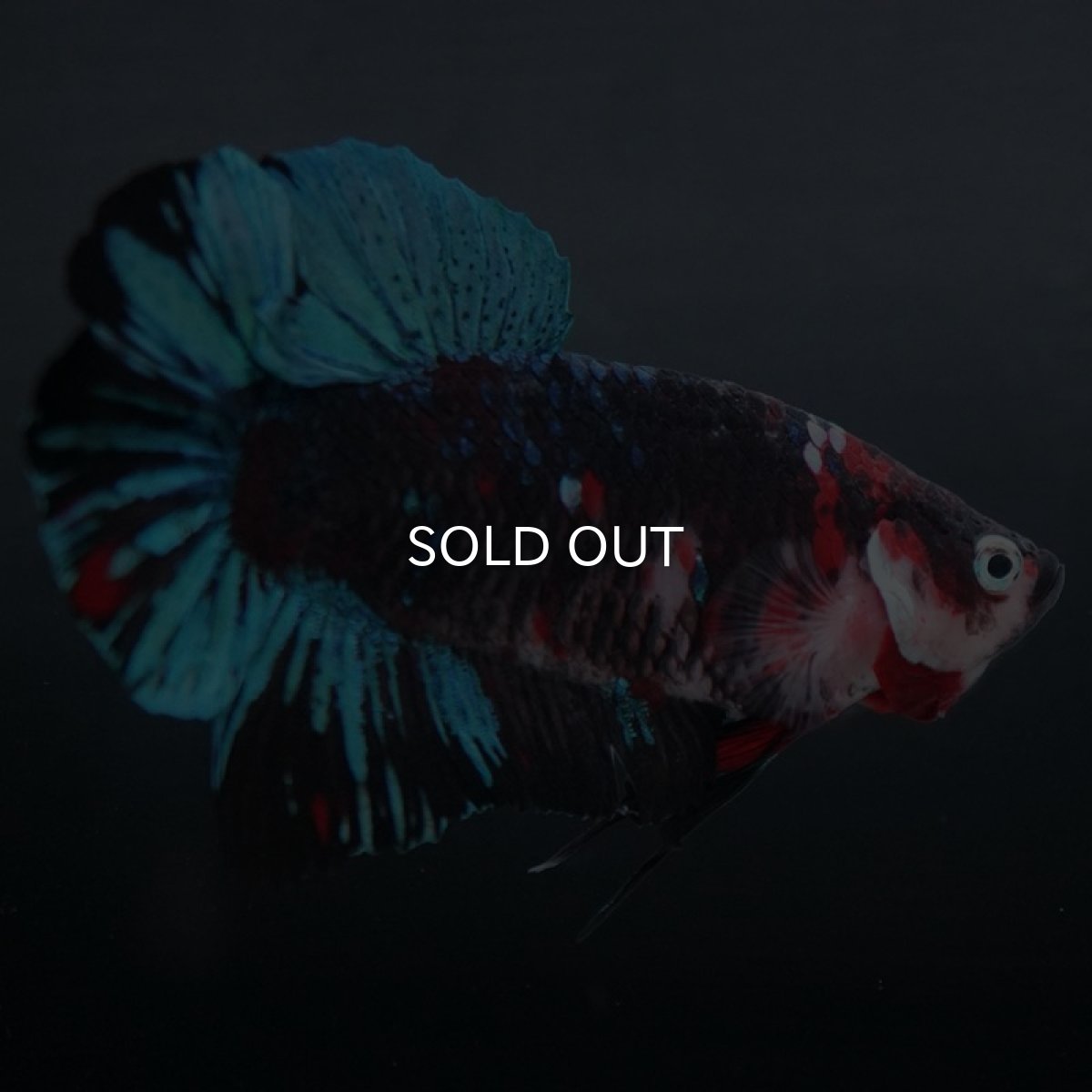画像6: GHMPK　鯉 (6)