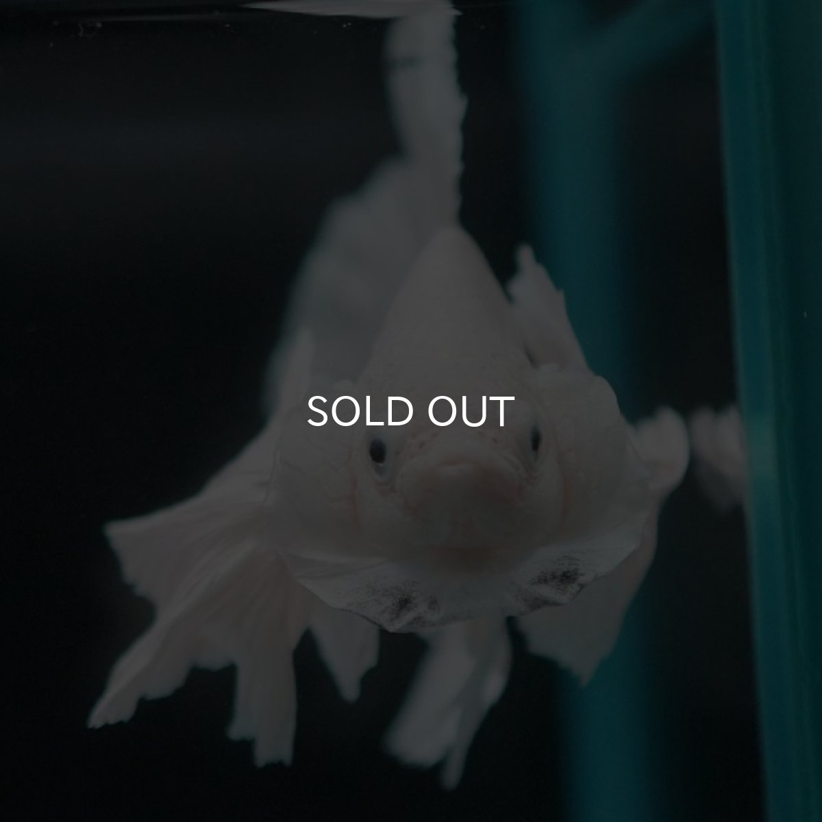 画像3: HMPKダンボ　ホワイト　 (3)