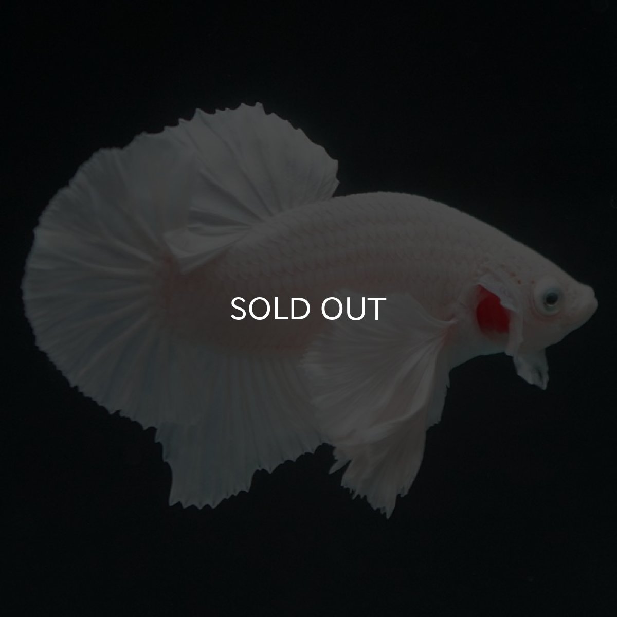 画像4: HMPKダンボ　ホワイト　 (4)