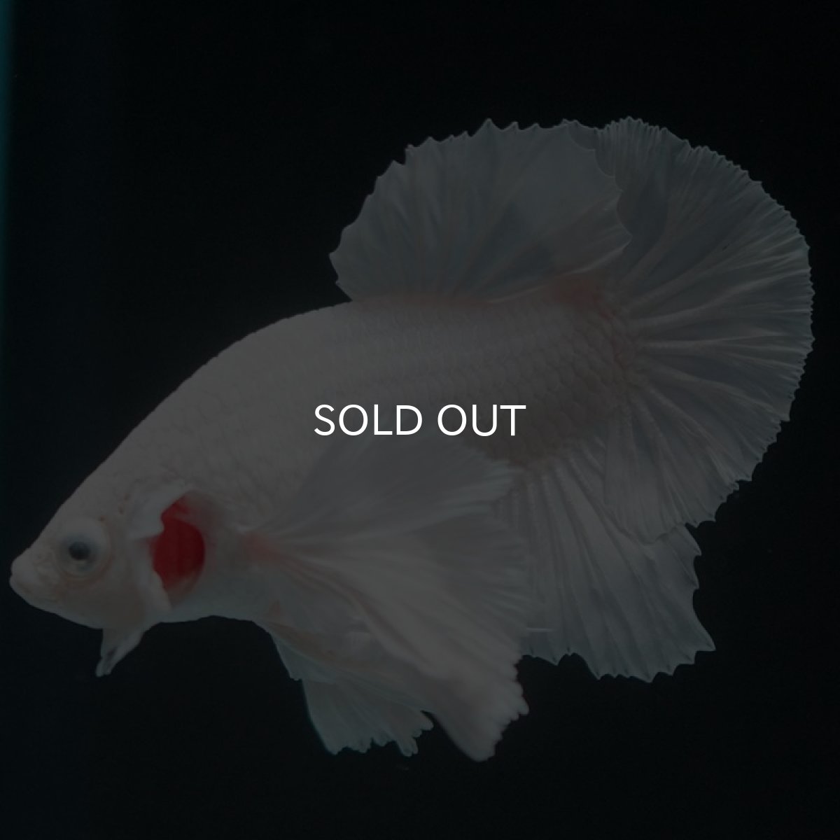 画像7: HMPKダンボ　ホワイト　 (7)