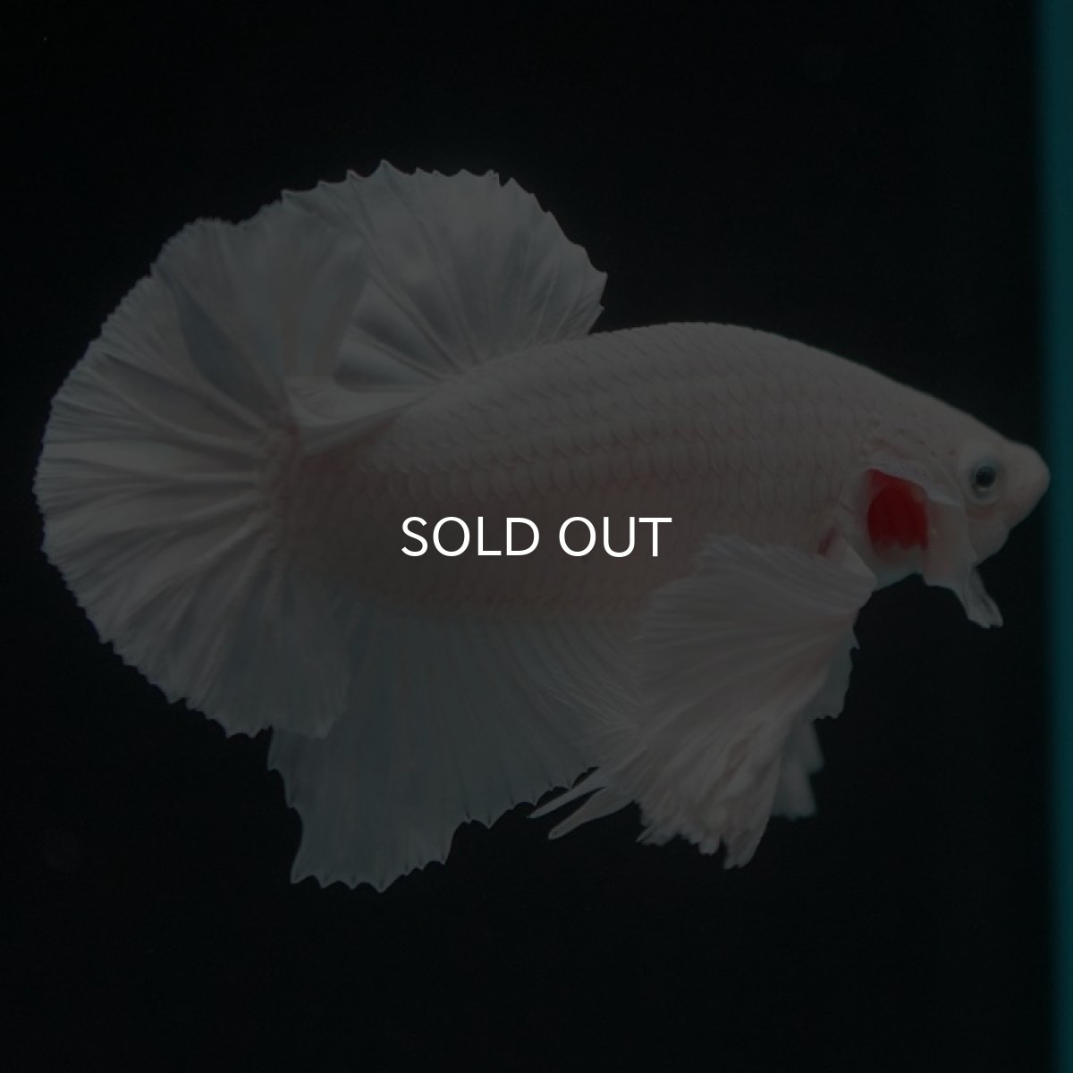 画像6: HMPKダンボ　ホワイト　 (6)