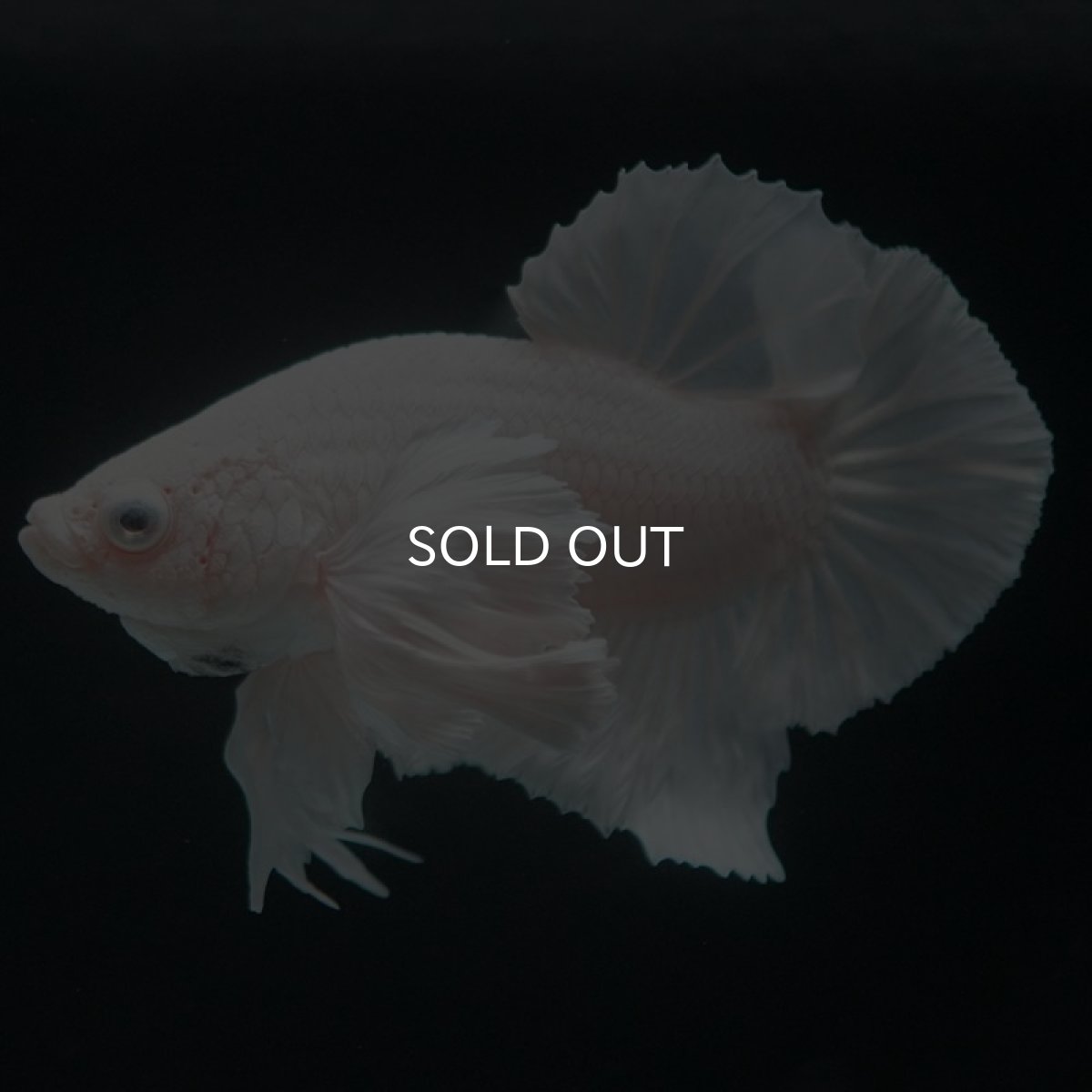 画像5: HMPKダンボ　ホワイト　 (5)