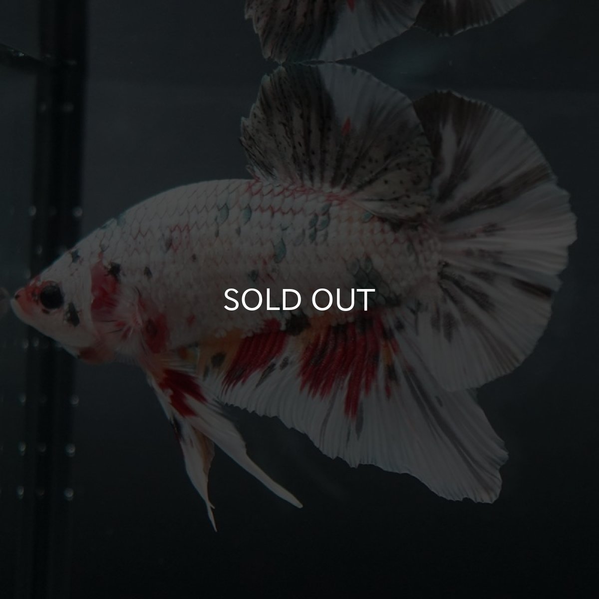 画像2: GHMPK ホワイトカッパーマーブル (2)