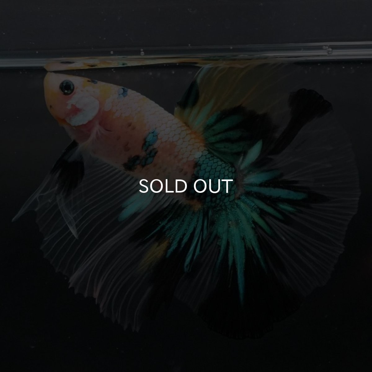 画像3: HM　イエロータイガーギャラクシー (3)