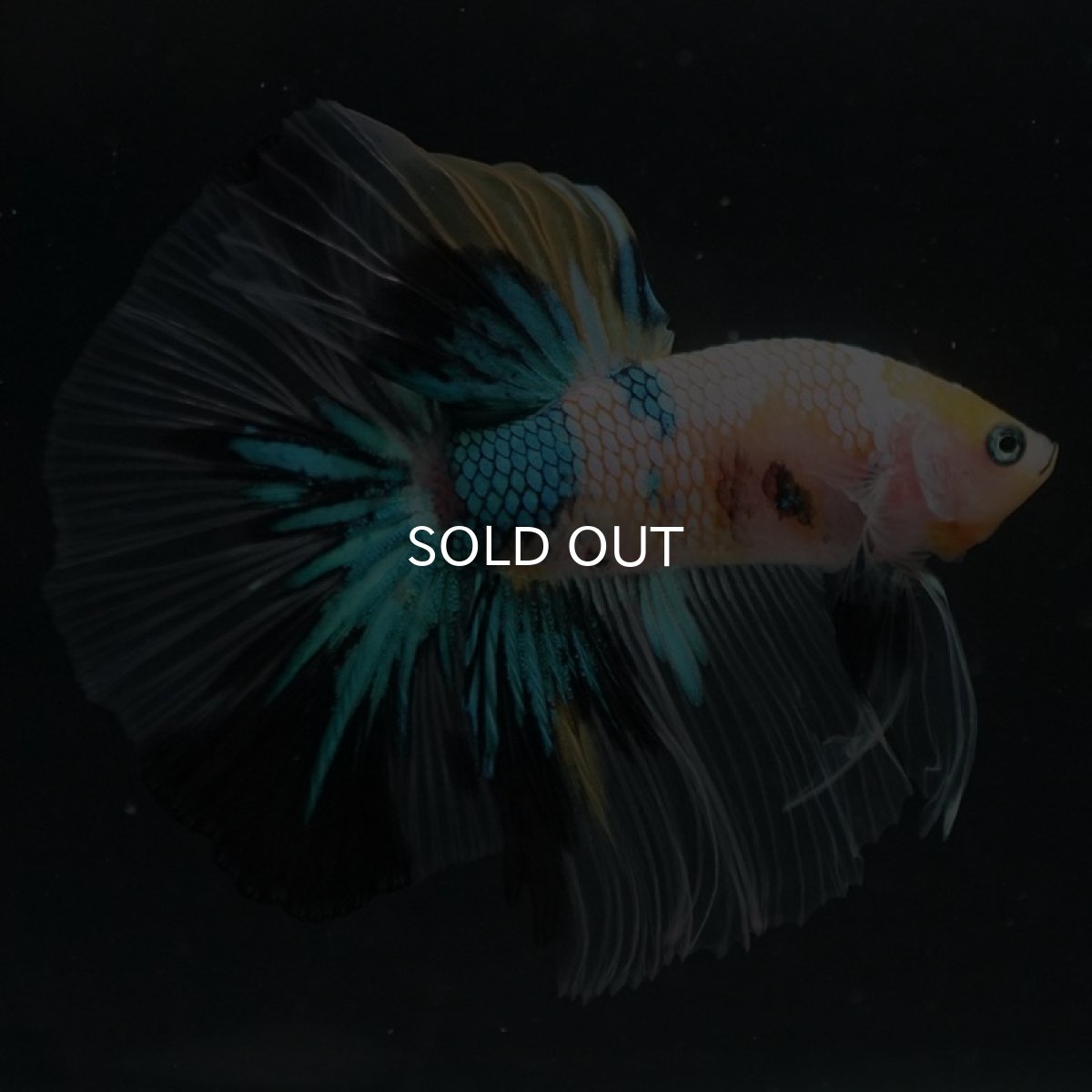 画像7: HM　イエロータイガーギャラクシー (7)