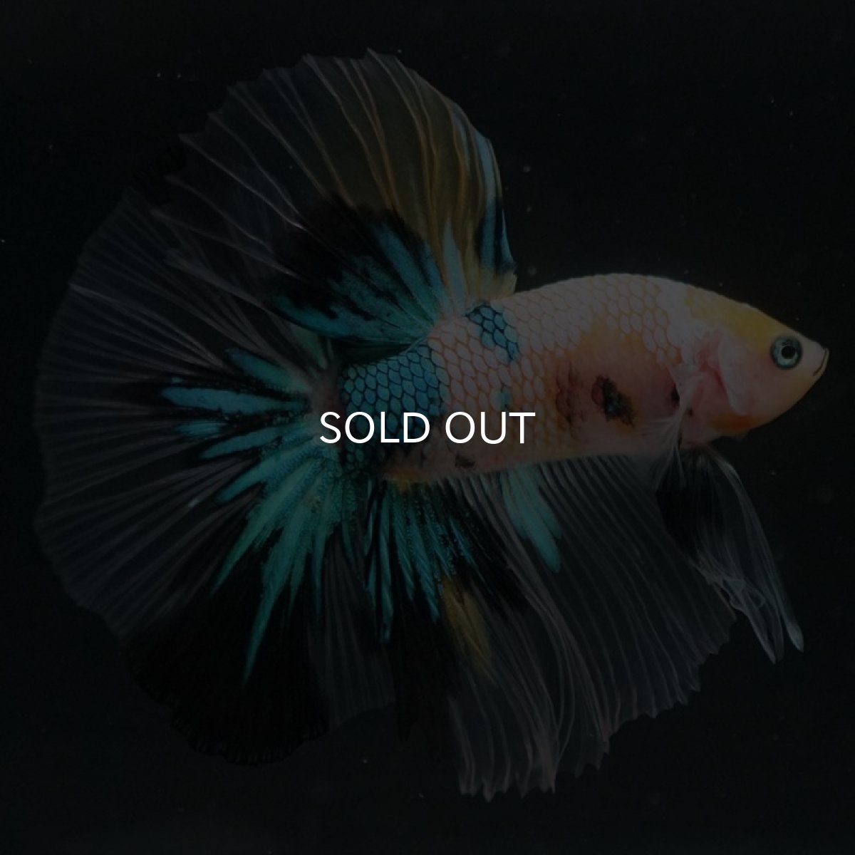 画像2: HM　イエロータイガーギャラクシー (2)