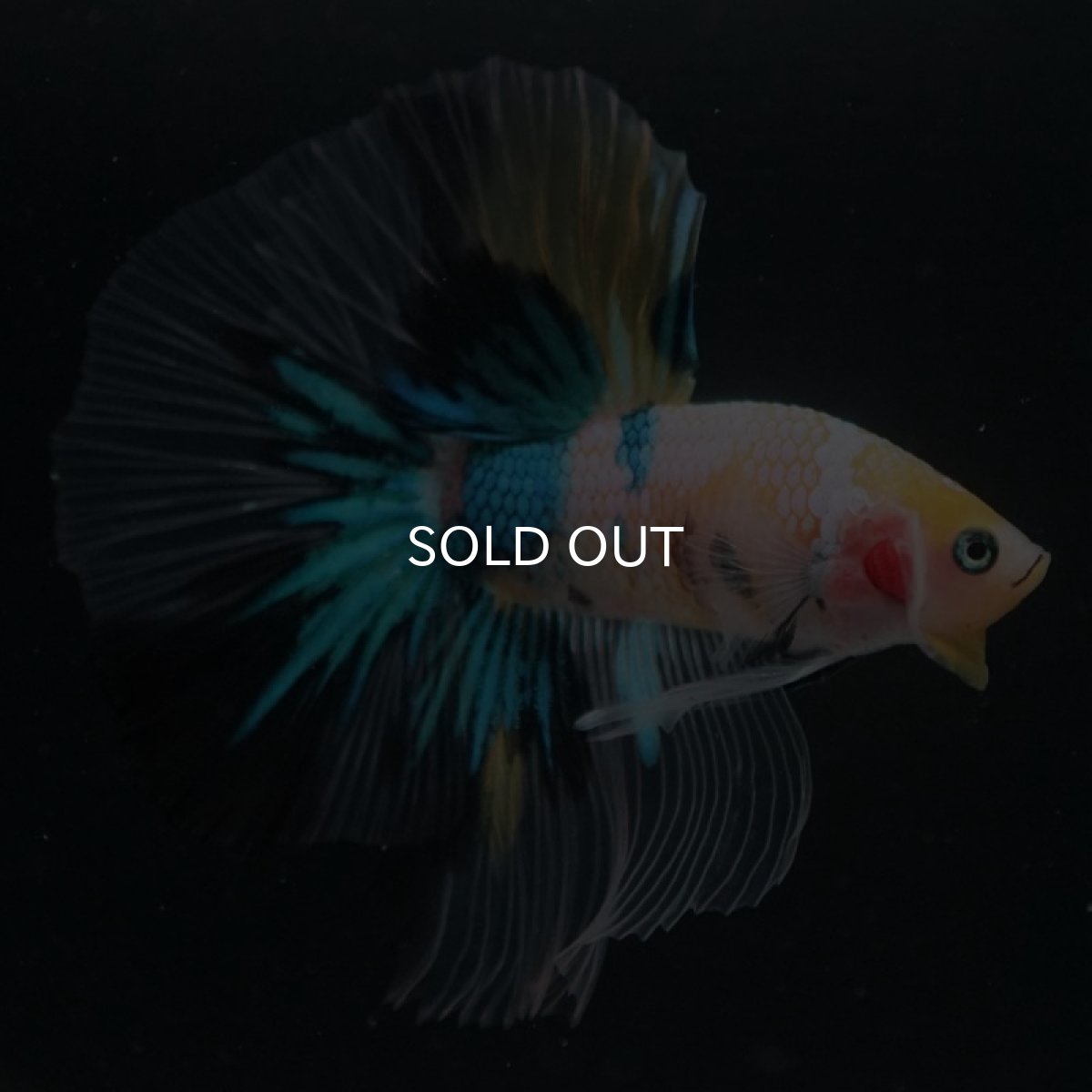 画像6: HM　イエロータイガーギャラクシー (6)