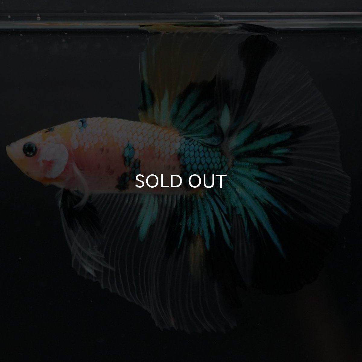 画像5: HM　イエロータイガーギャラクシー (5)