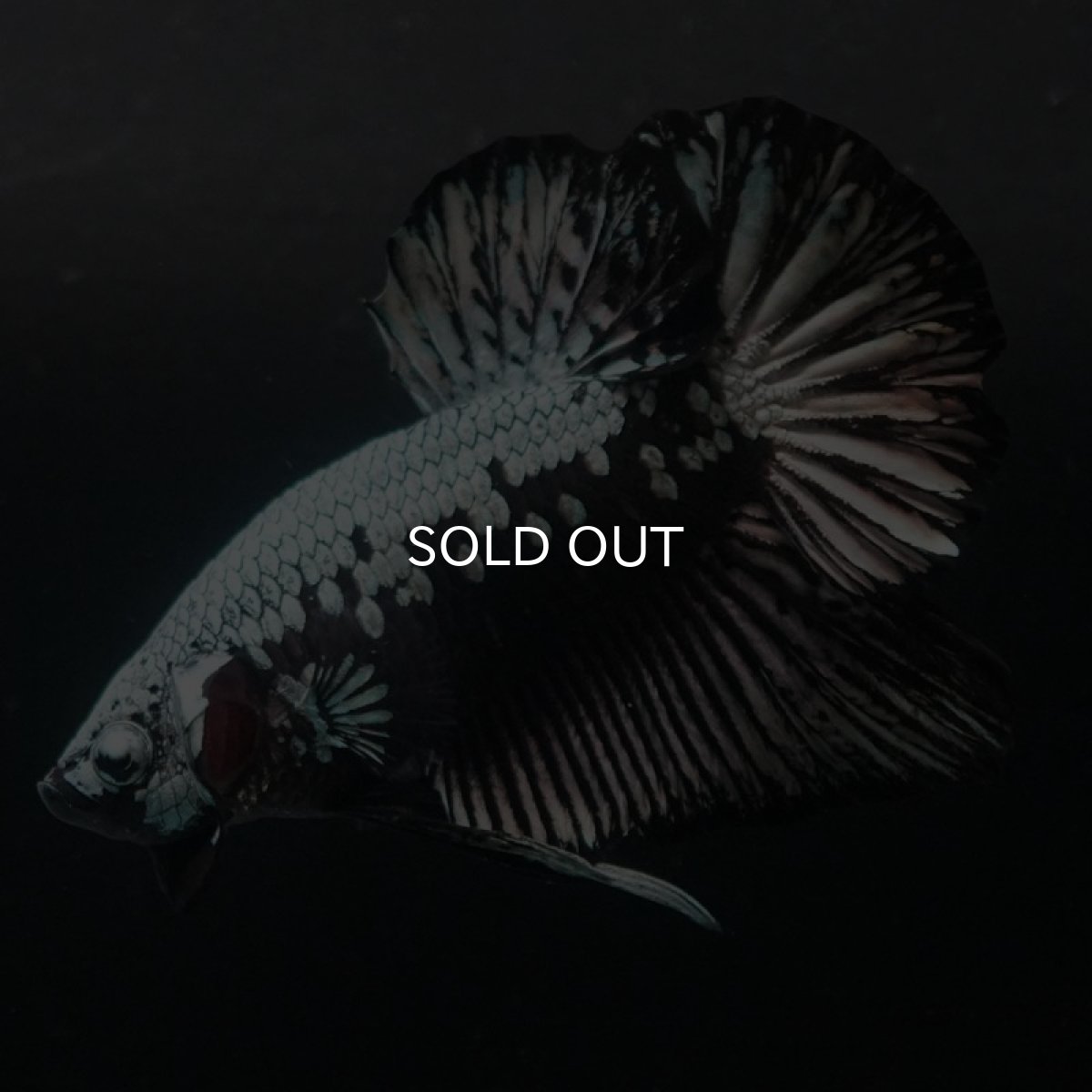 画像7: HMPK　ブラックサムライ (7)