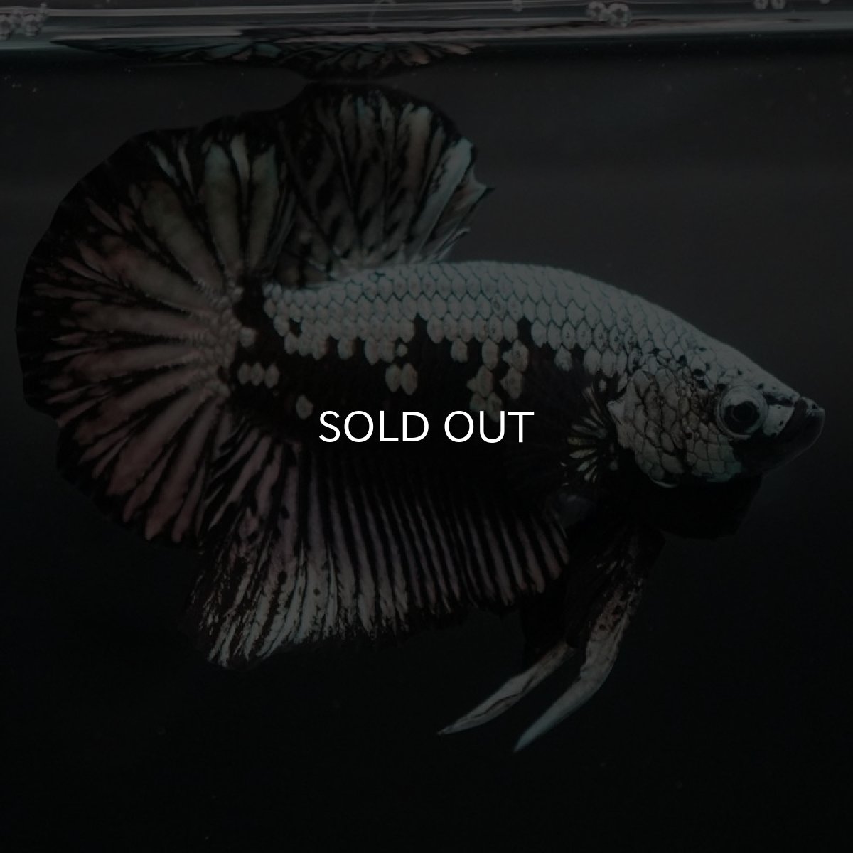 画像4: HMPK　ブラックサムライ (4)