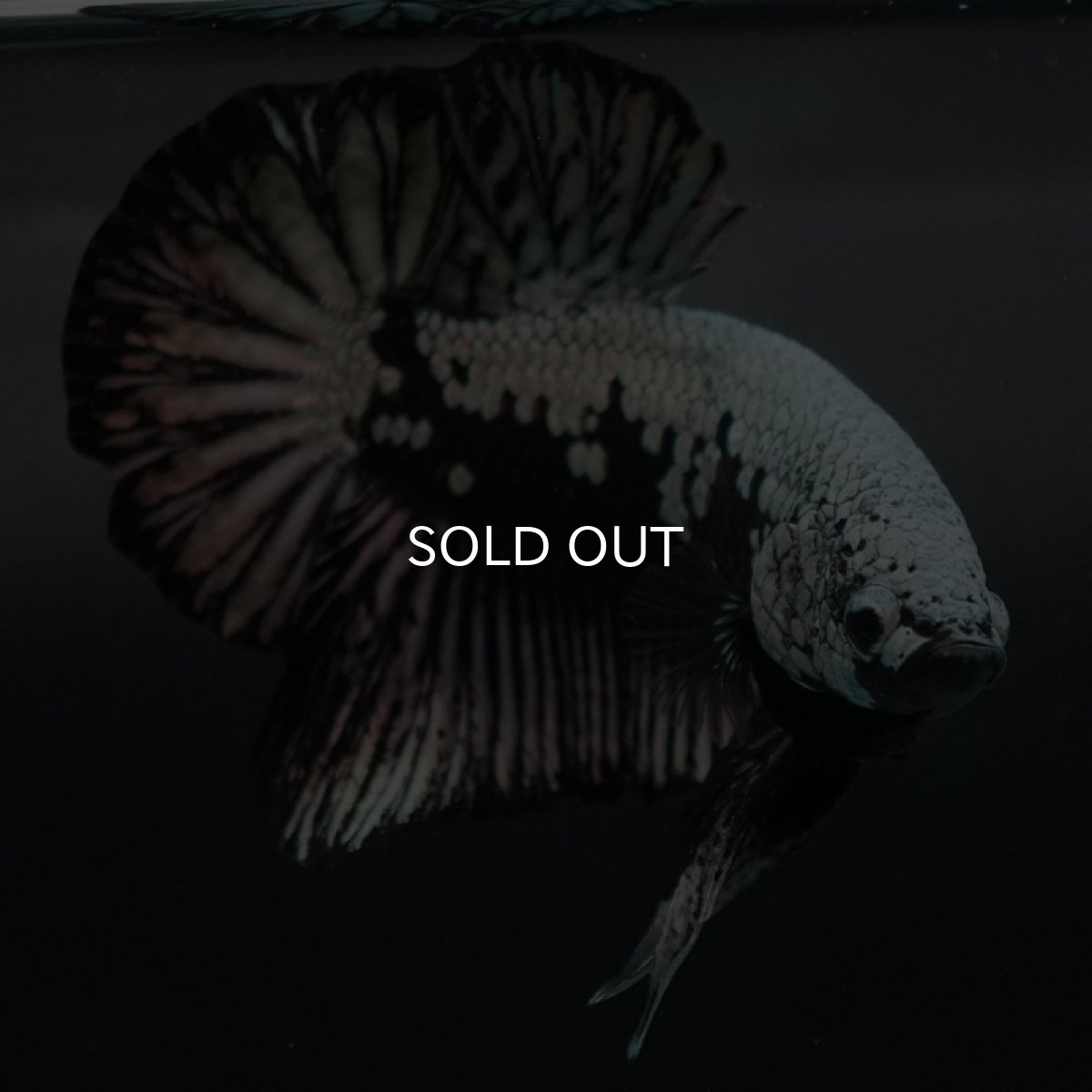 画像2: HMPK　ブラックサムライ (2)