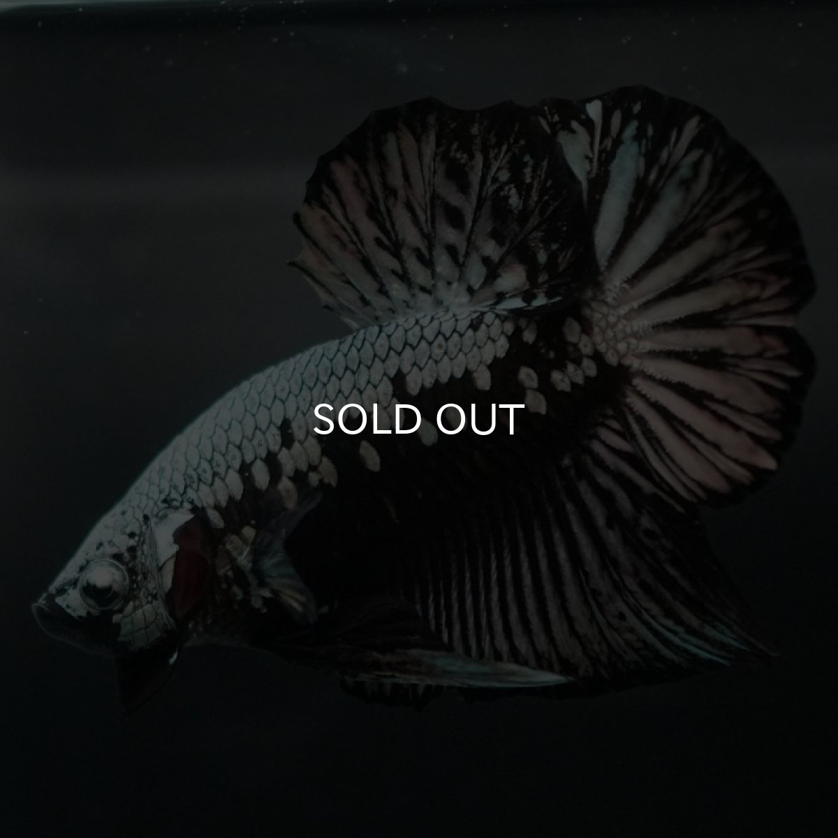 画像5: HMPK　ブラックサムライ (5)