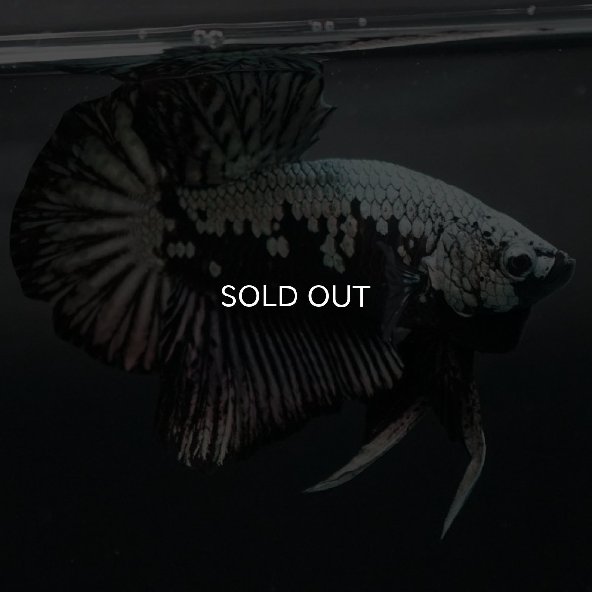 画像8: HMPK　ブラックサムライ (8)