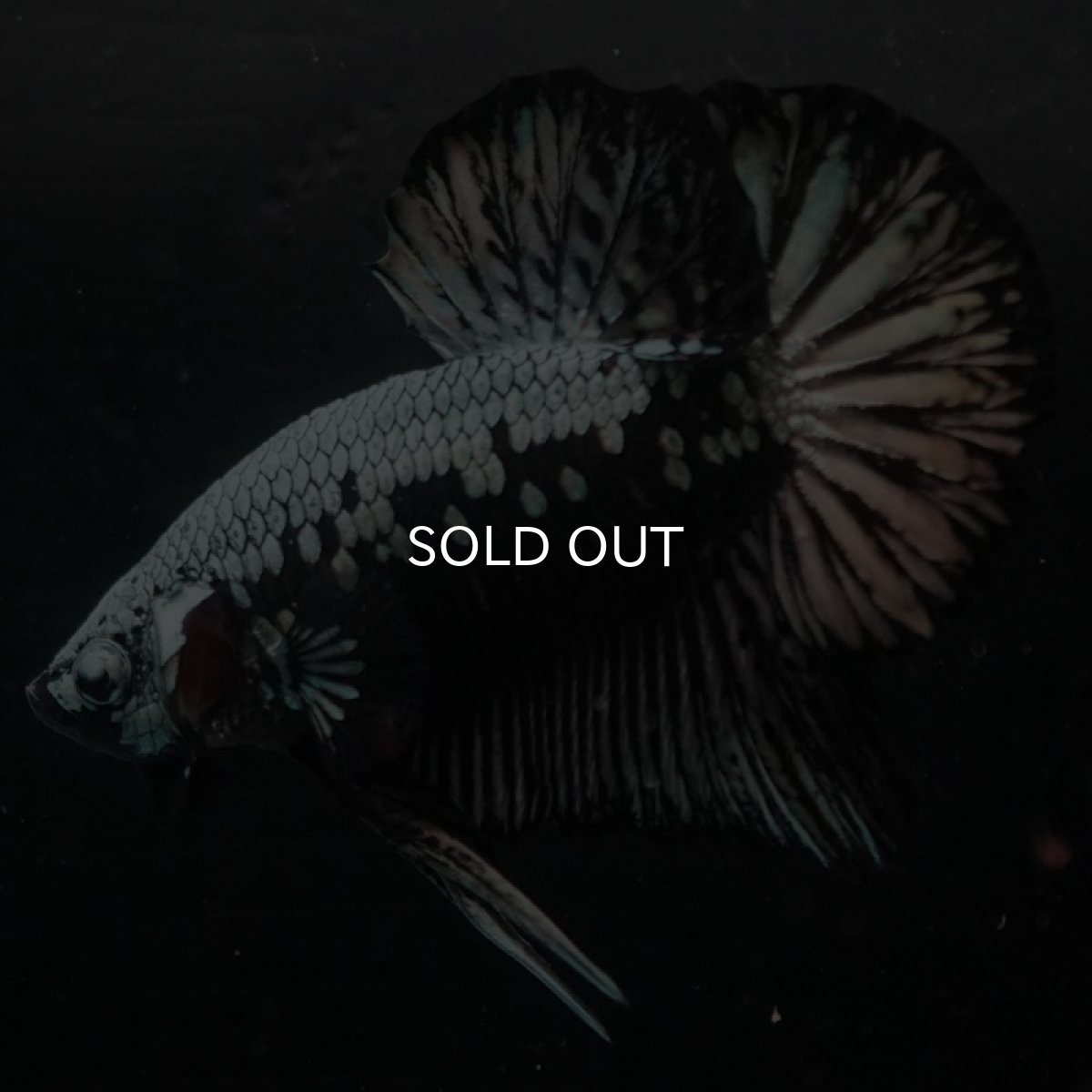 画像3: HMPK　ブラックサムライ (3)