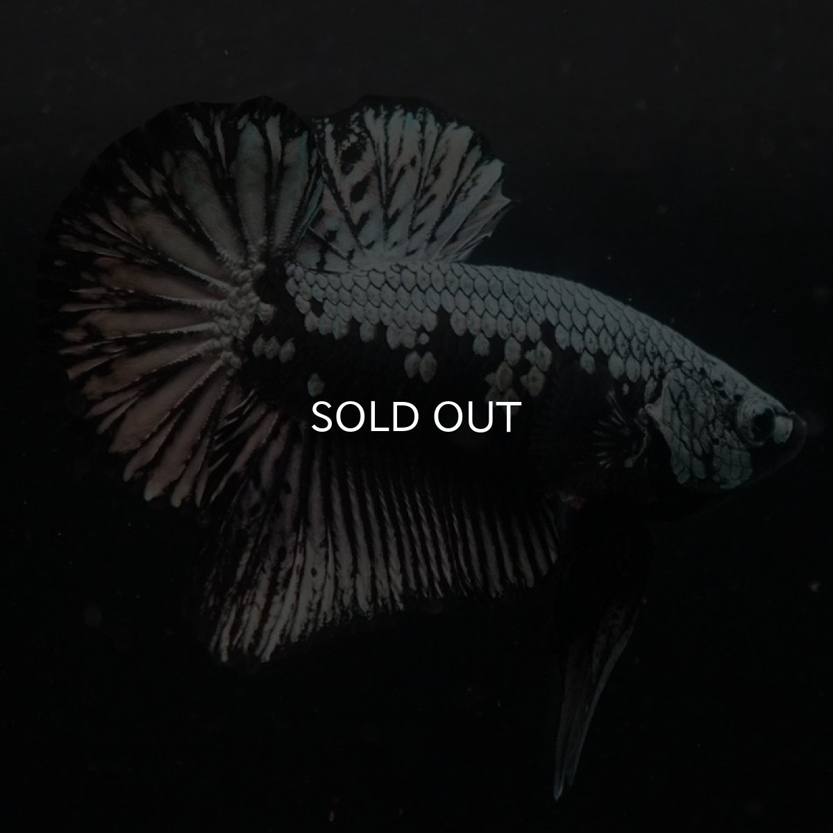 画像6: HMPK　ブラックサムライ (6)