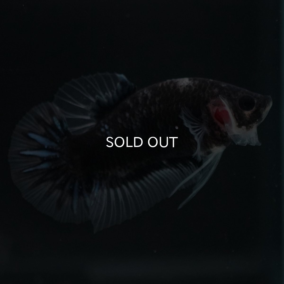 画像2: HMPK ファンシーブラック (2)