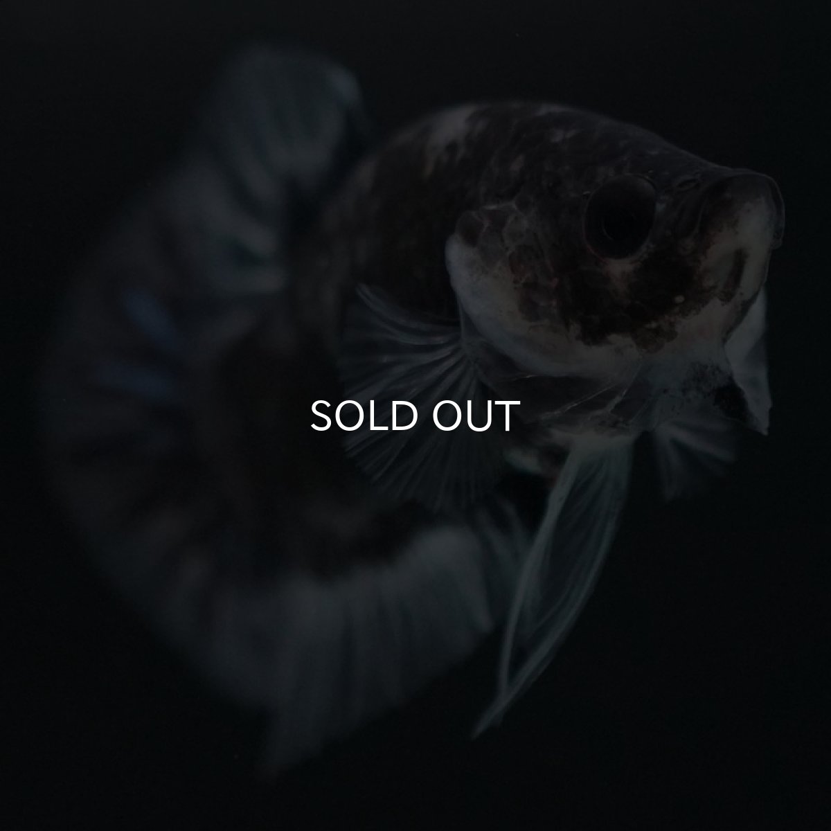 画像6: HMPK ファンシーブラック (6)