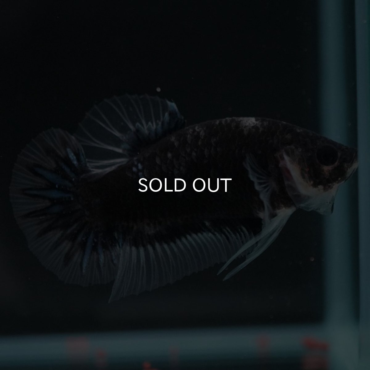 画像10: HMPK ファンシーブラック (10)