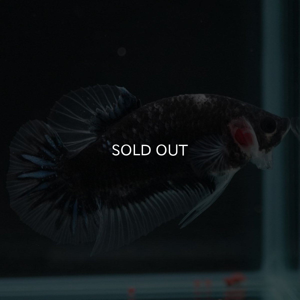 画像9: HMPK ファンシーブラック (9)