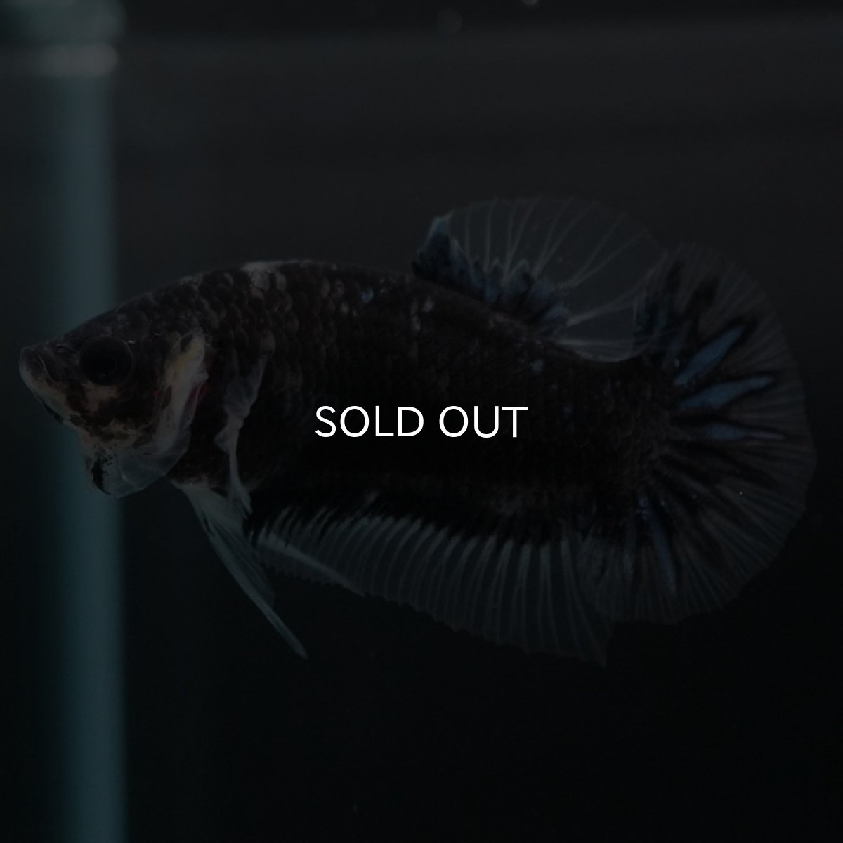 画像8: HMPK ファンシーブラック (8)