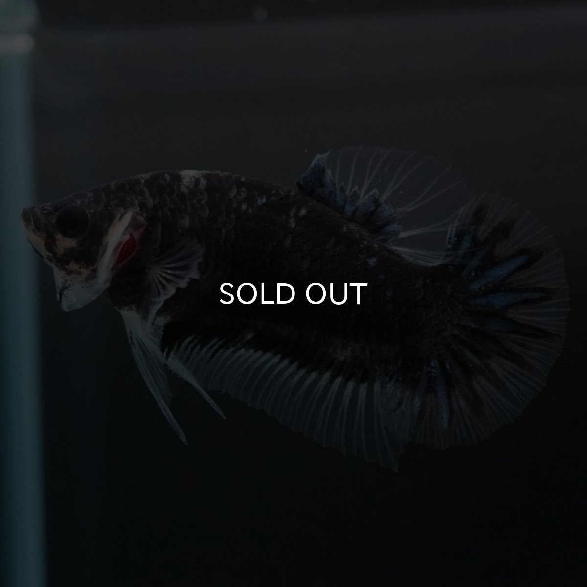 画像7: HMPK ファンシーブラック (7)