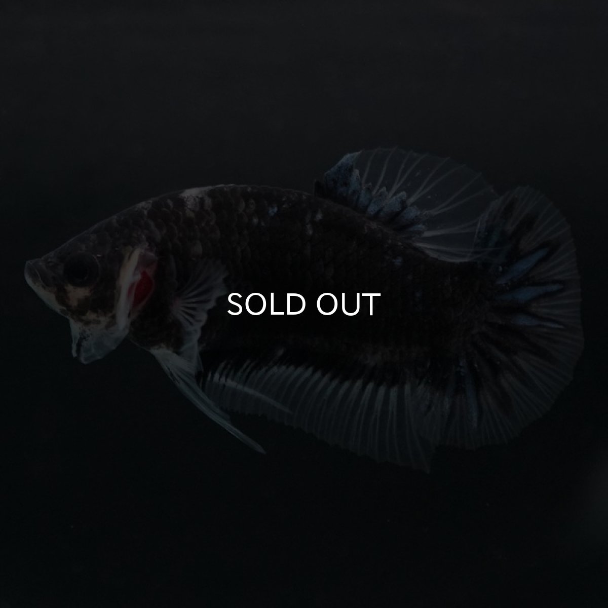 画像3: HMPK ファンシーブラック (3)