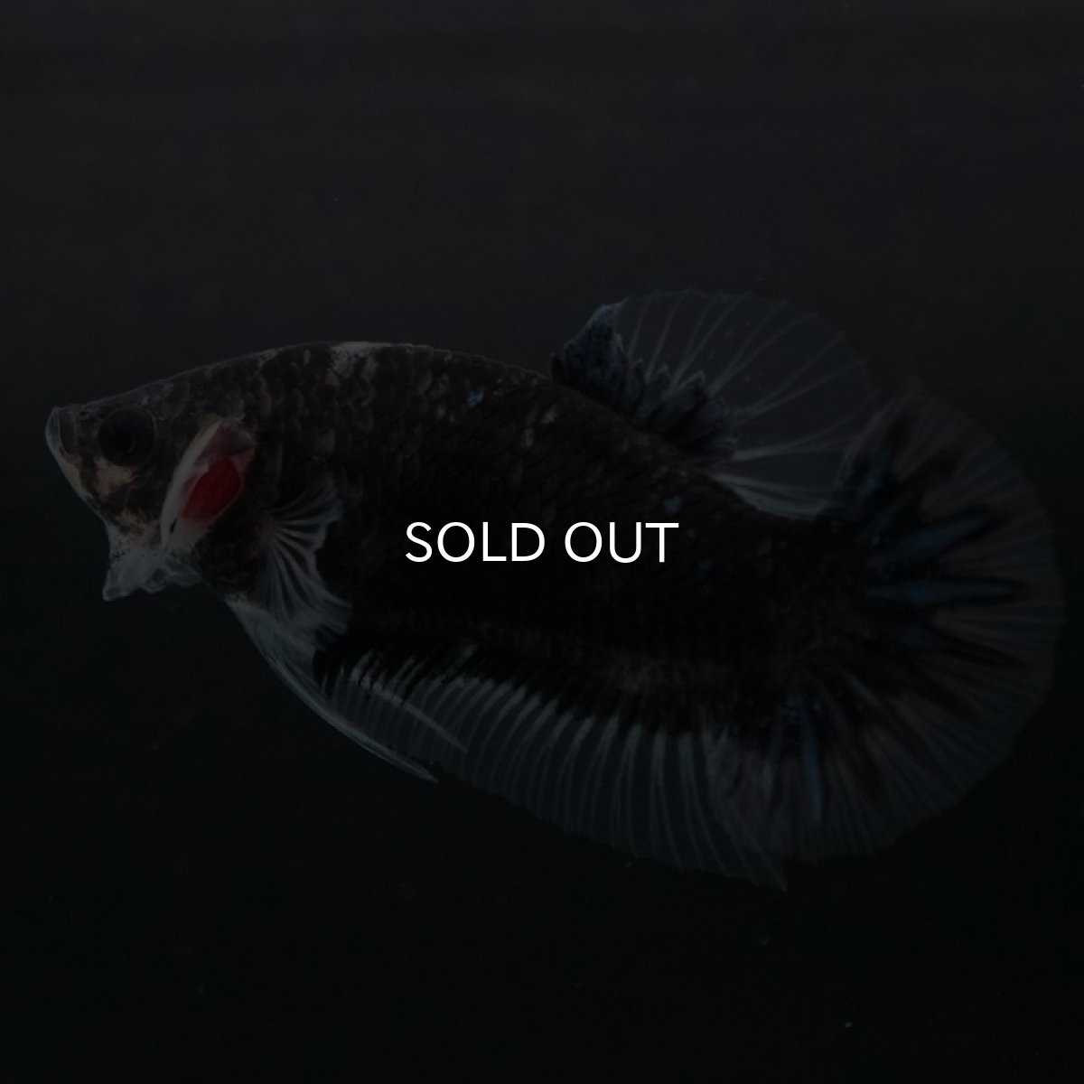 画像5: HMPK ファンシーブラック (5)