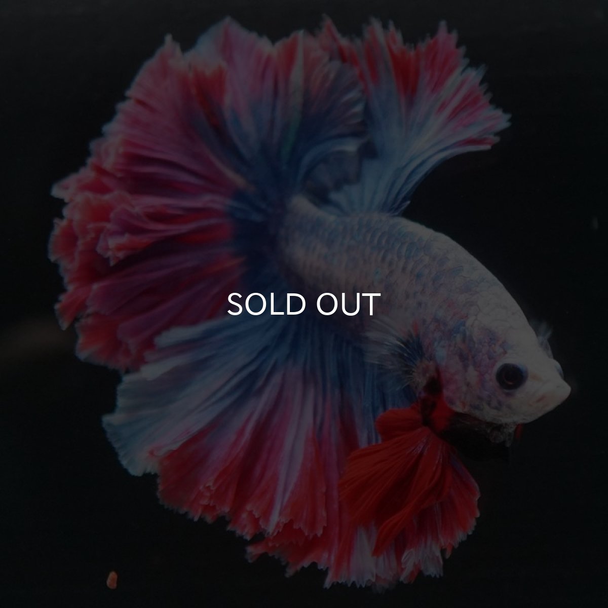 画像9: HM　ファンシー　フェザーテール (9)