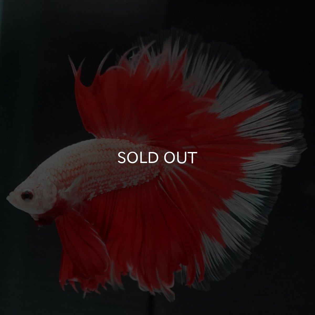 画像8: HM　プラチナレッドドラゴン　変わり柄 (8)