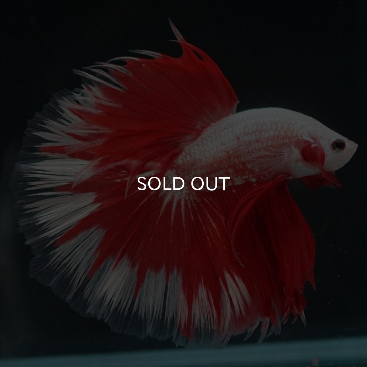 画像5: HM　プラチナレッドドラゴン　変わり柄 (5)