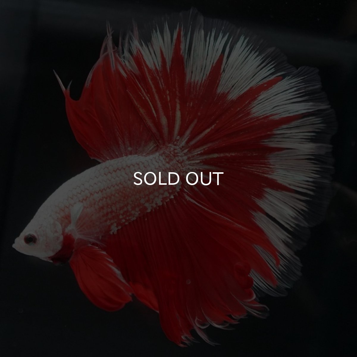 画像2: HM　プラチナレッドドラゴン　変わり柄 (2)