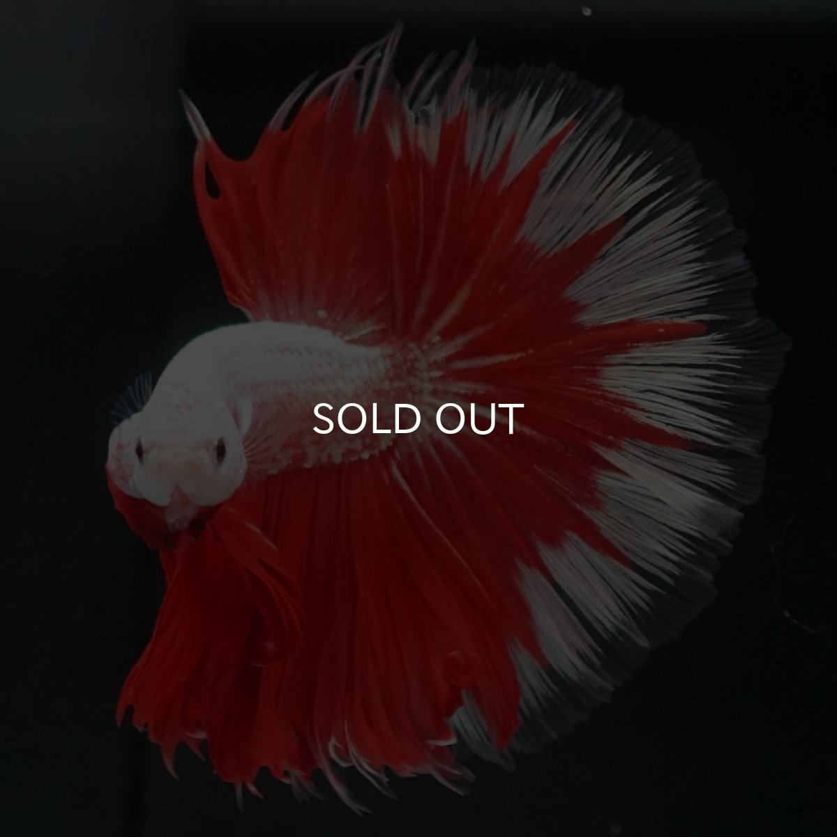 画像6: HM　プラチナレッドドラゴン　変わり柄 (6)