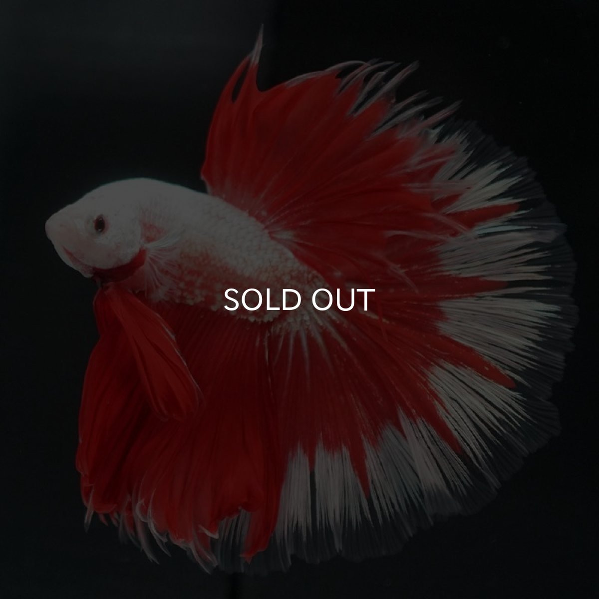 画像4: HM　プラチナレッドドラゴン　変わり柄 (4)