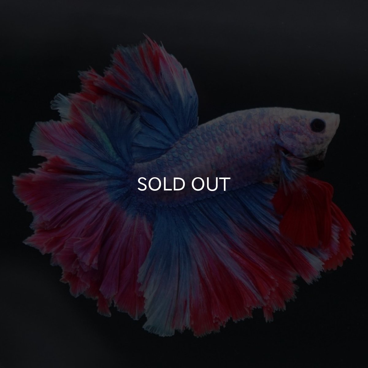 画像8: HM　ファンシー　フェザーテール (8)