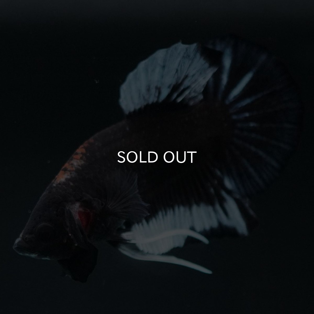 画像6: HMPK ファンシーブラック (6)