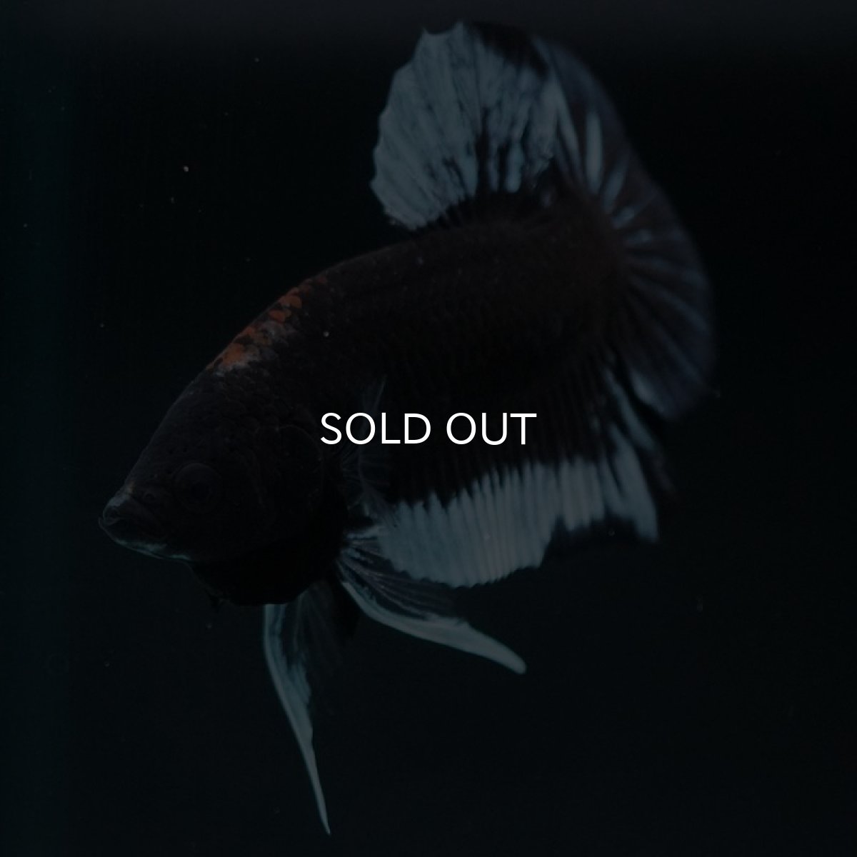 画像2: HMPK ファンシーブラック (2)