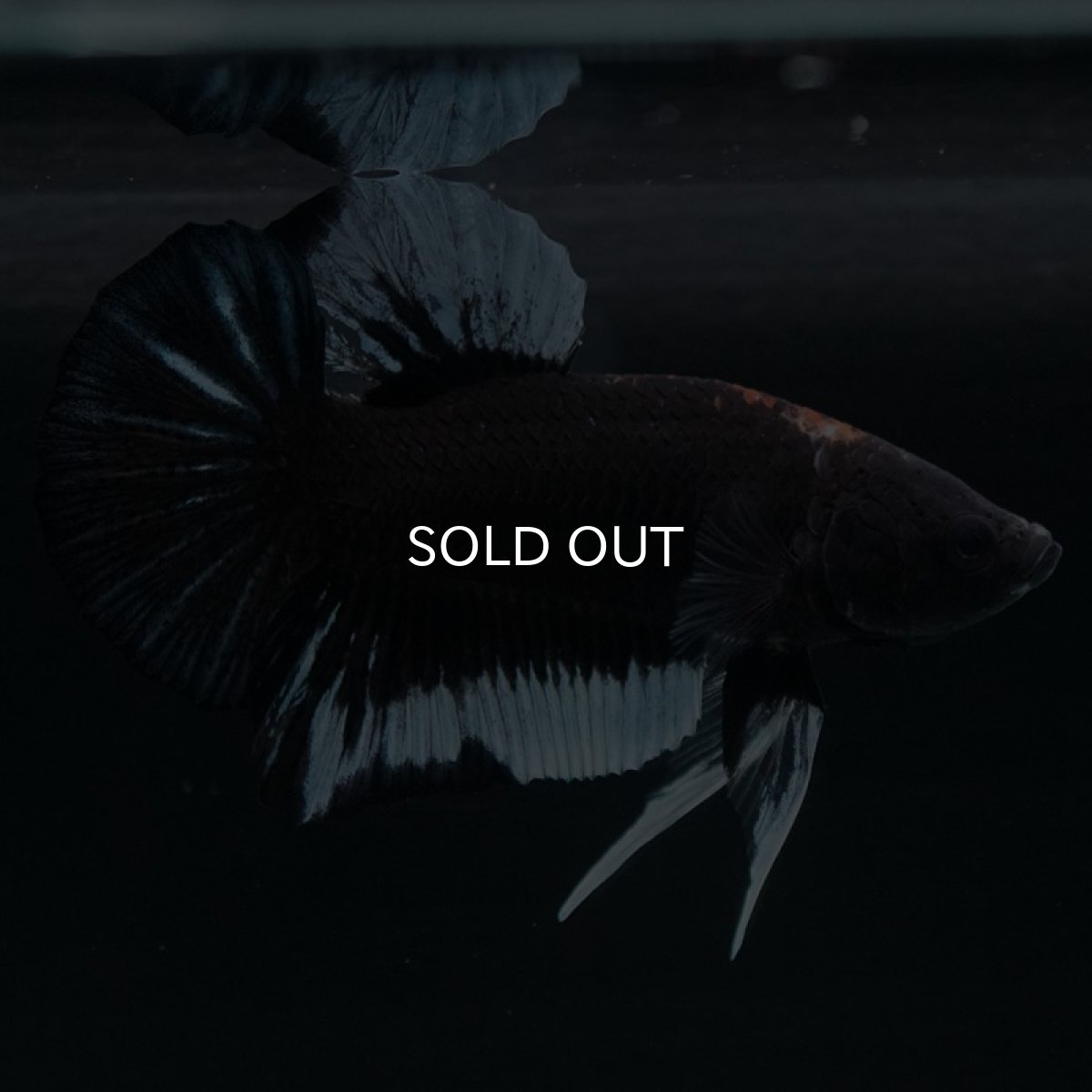 画像7: HMPK ファンシーブラック (7)