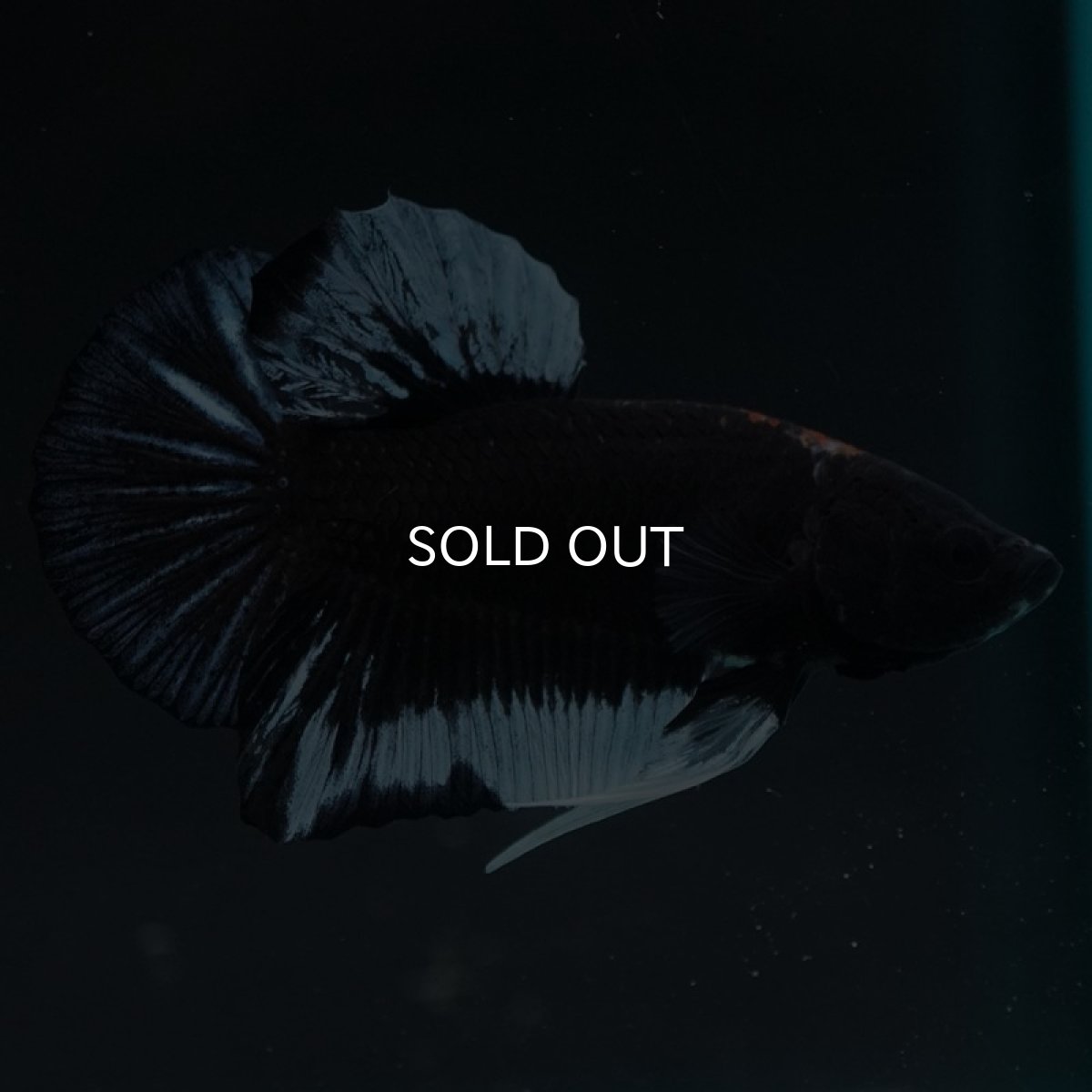 画像5: HMPK ファンシーブラック (5)