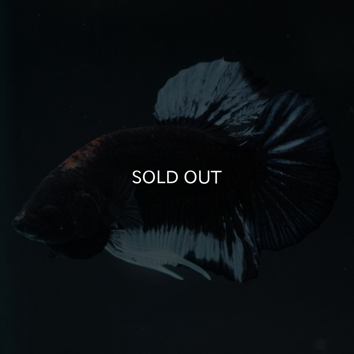 画像4: HMPK ファンシーブラック (4)