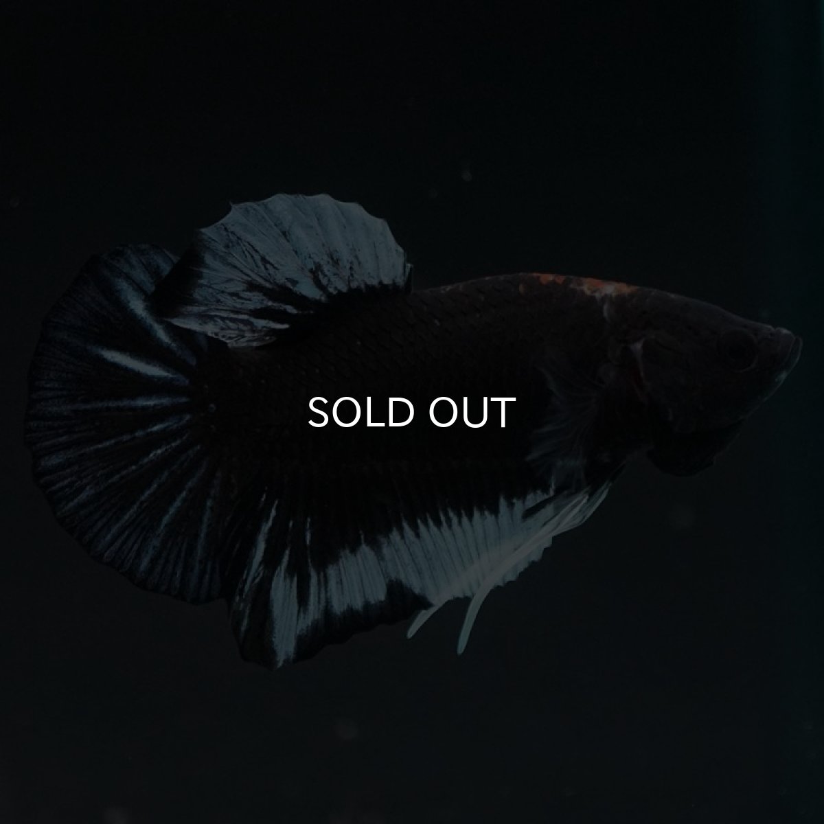 画像3: HMPK ファンシーブラック (3)