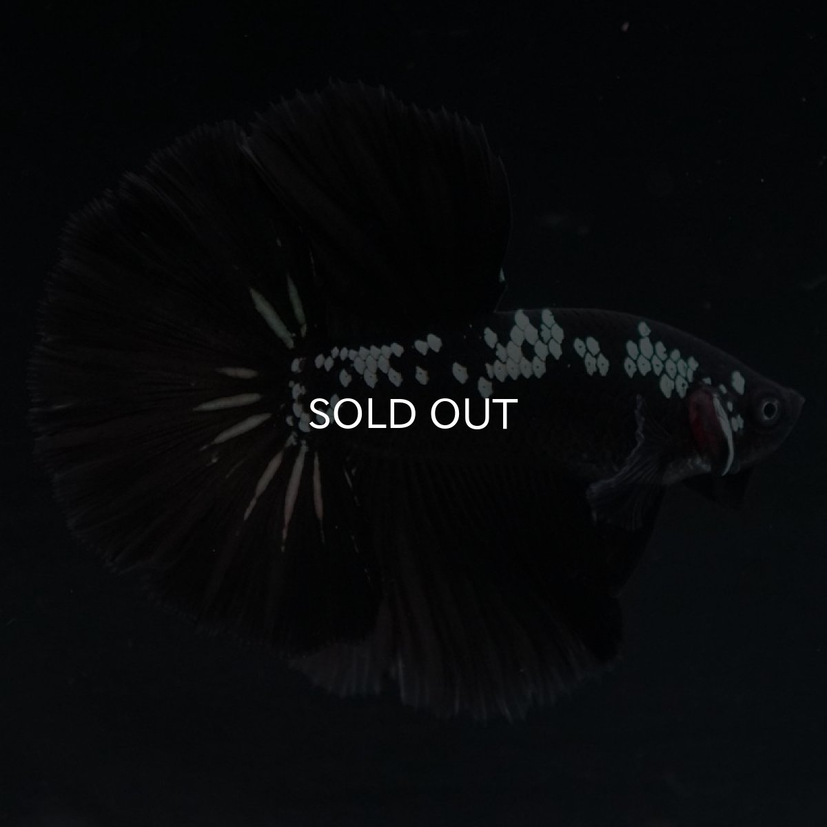 画像4: HM ブラックサムライ (4)